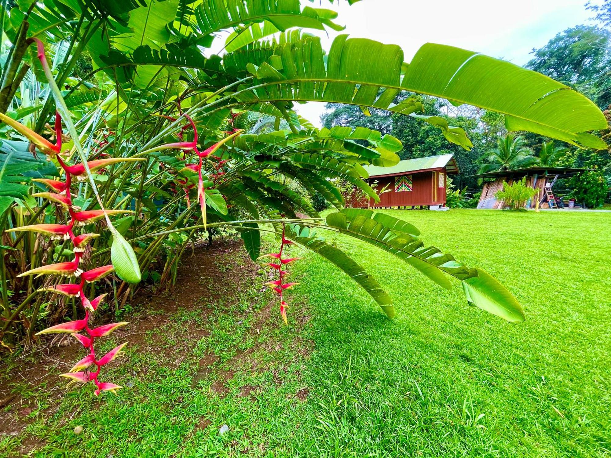 Alouatta Lodge And Canopy Cahuita Dış mekan fotoğraf