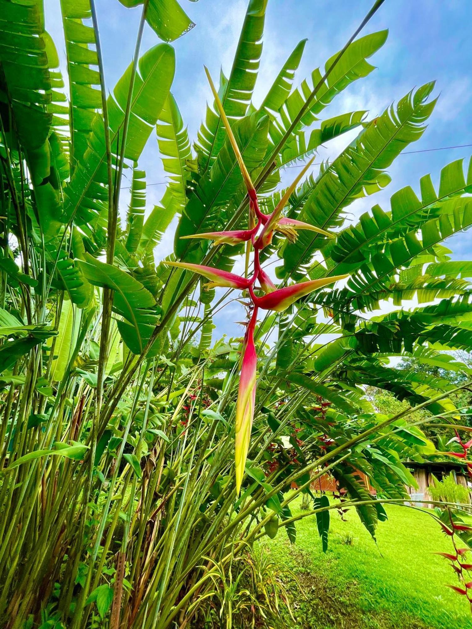 Alouatta Lodge And Canopy Cahuita Dış mekan fotoğraf